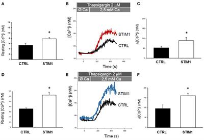 Gain-of-Function STIM1 L96V Mutation Causes Myogenesis Alteration in Muscle Cells From a Patient Affected by Tubular Aggregate Myopathy